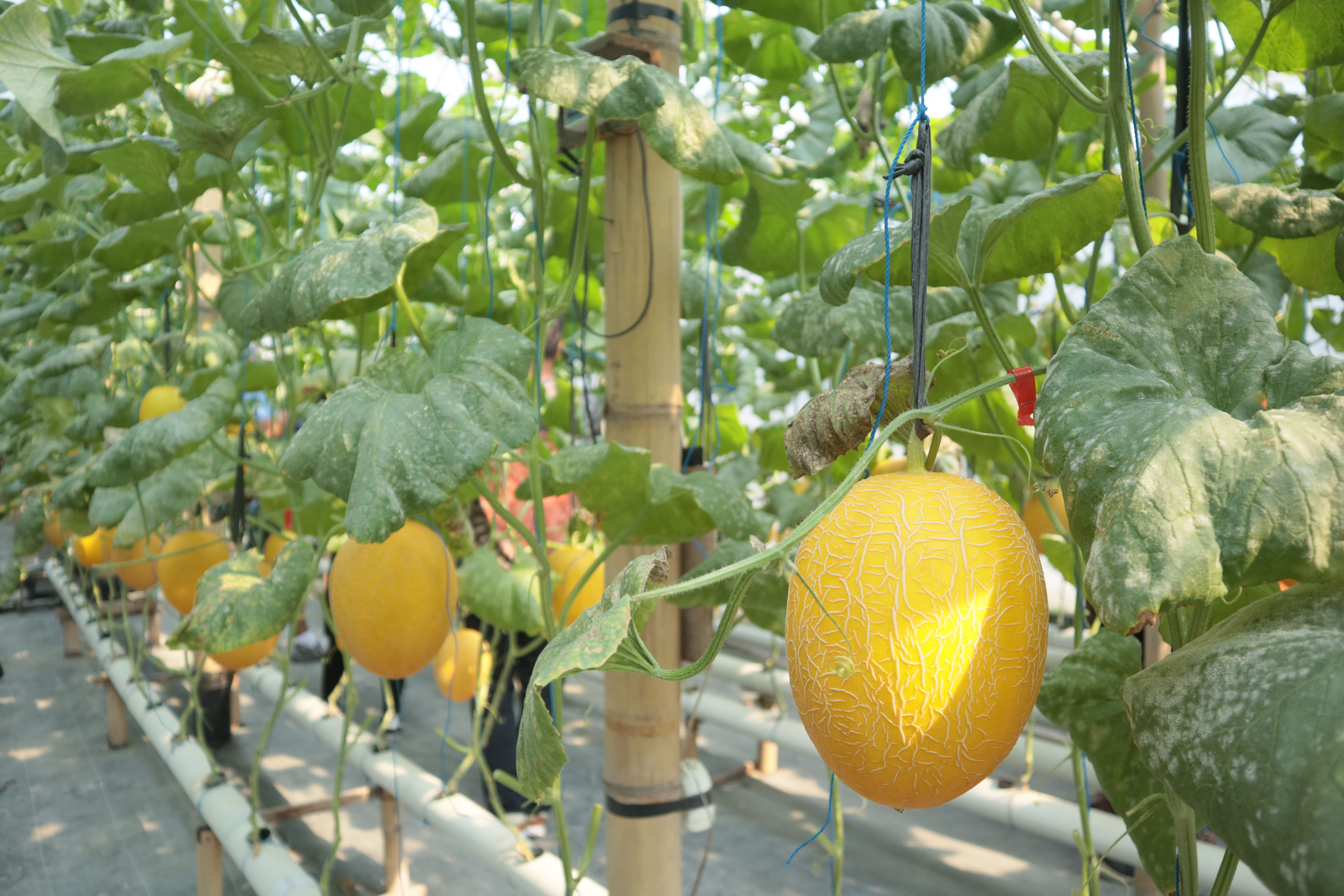 Melon Premium Grade A